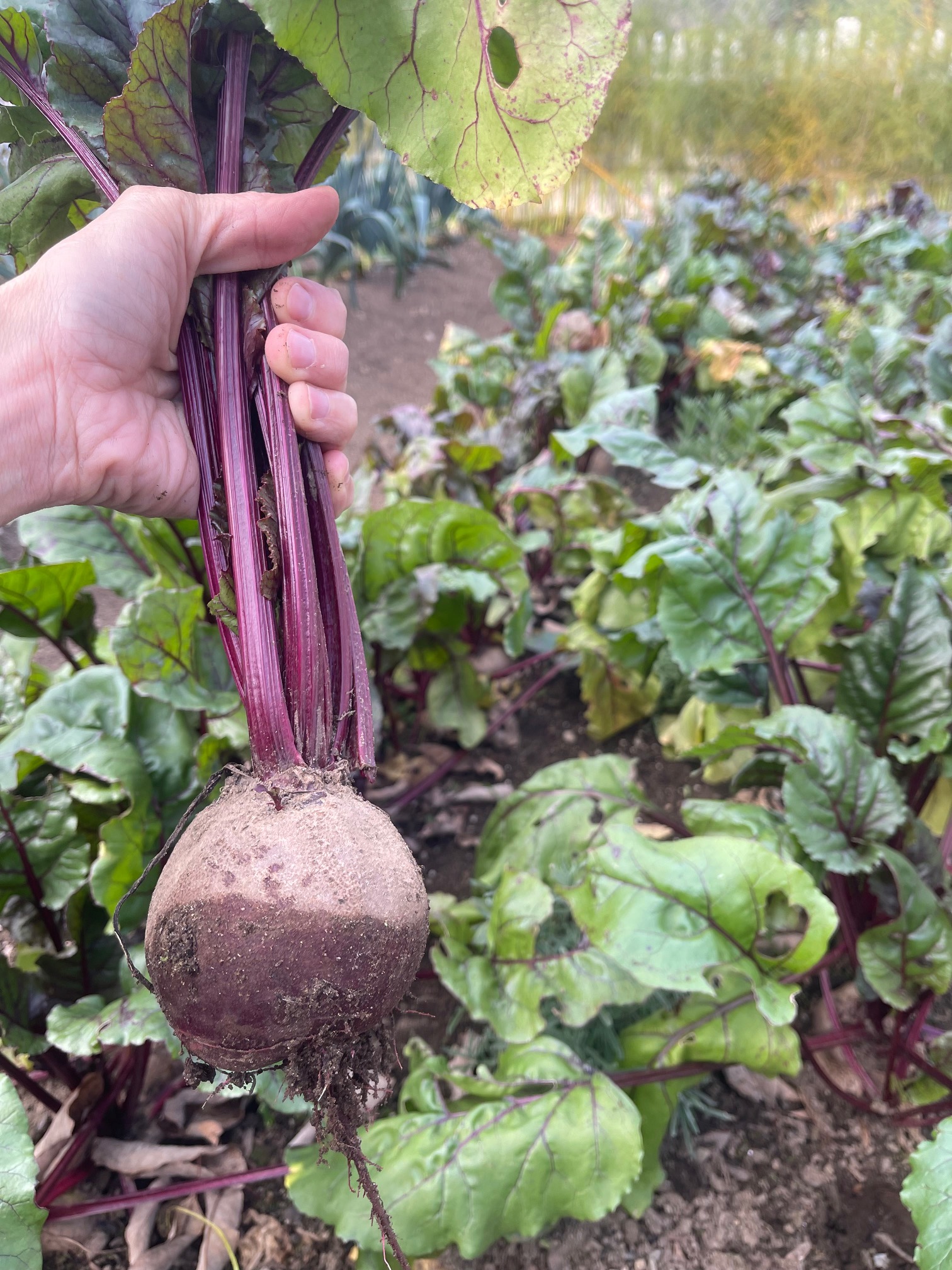 How to Grow Beets {Start to Finish}