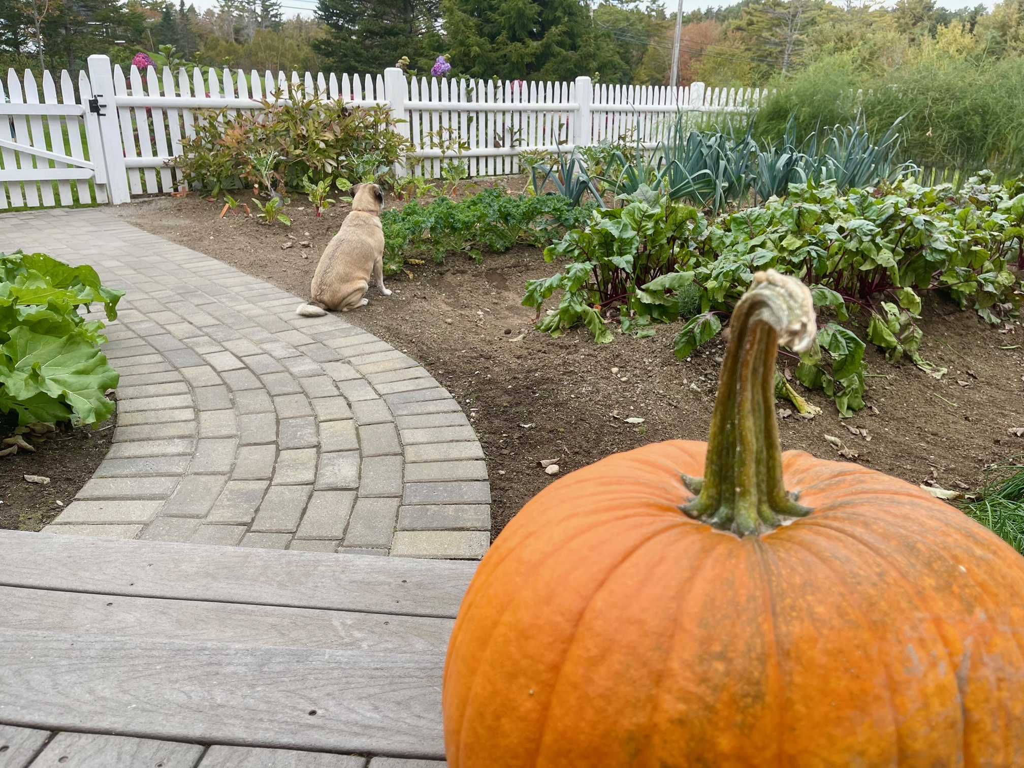 Gardening in Maine {Zone 6a} – Mid October