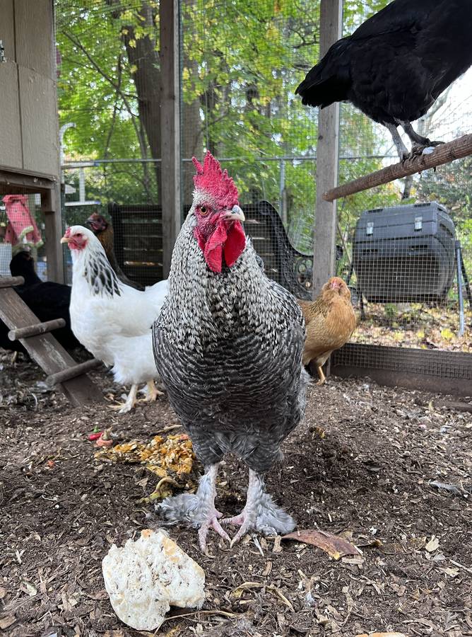 Free Stuff On Craigslist