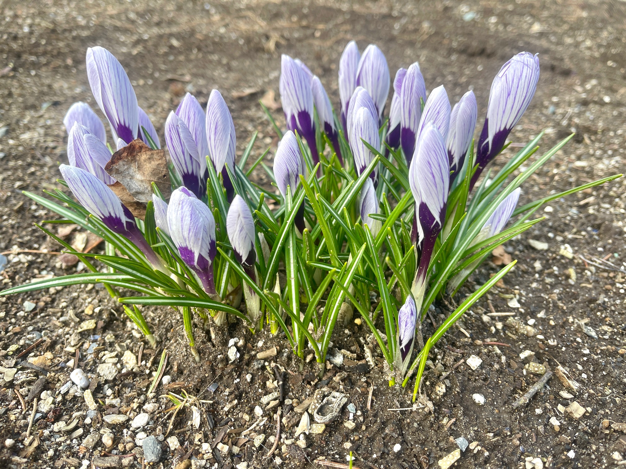 Signs of Spring