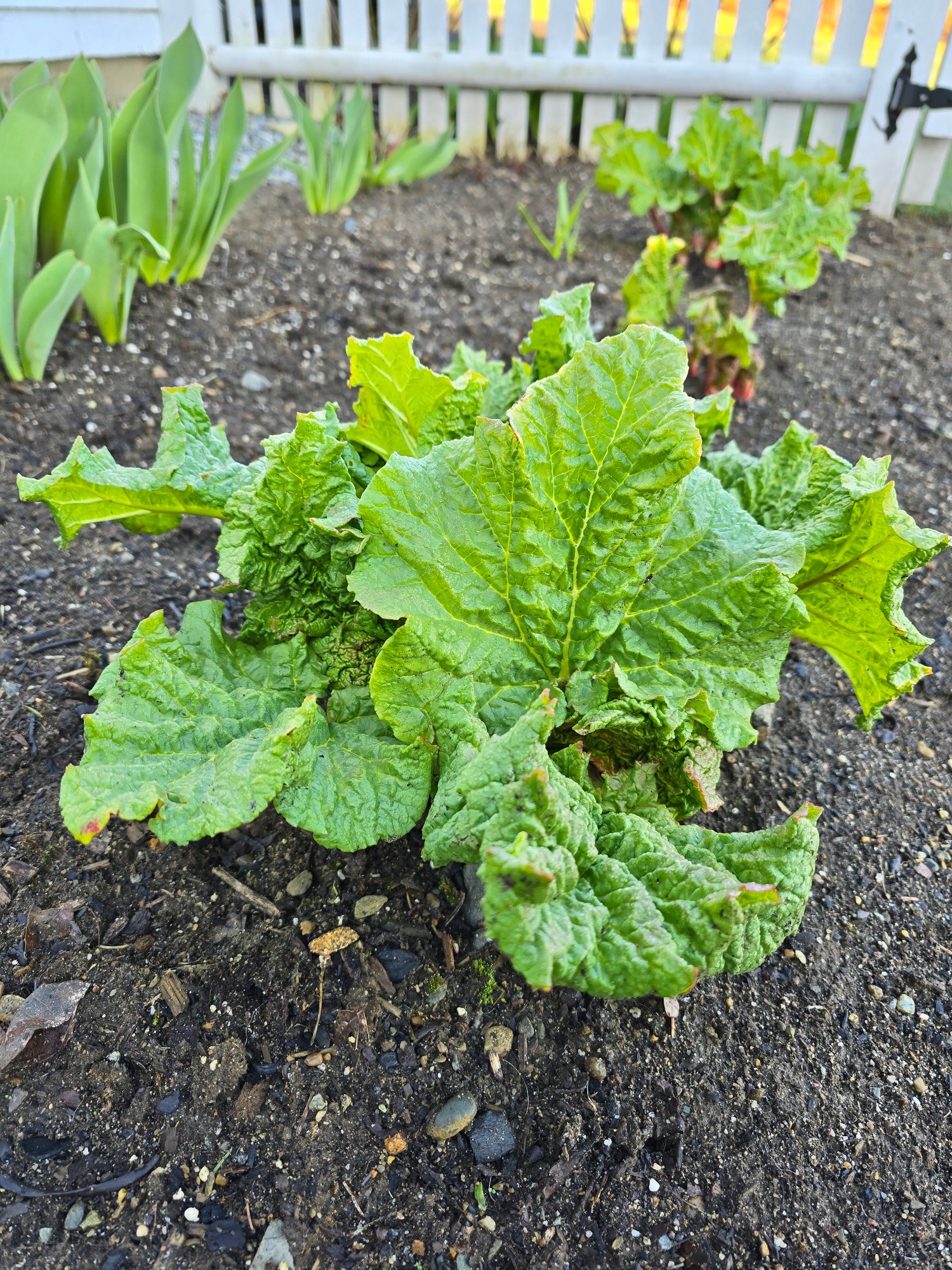 Early Spring In The Kitchen Garden