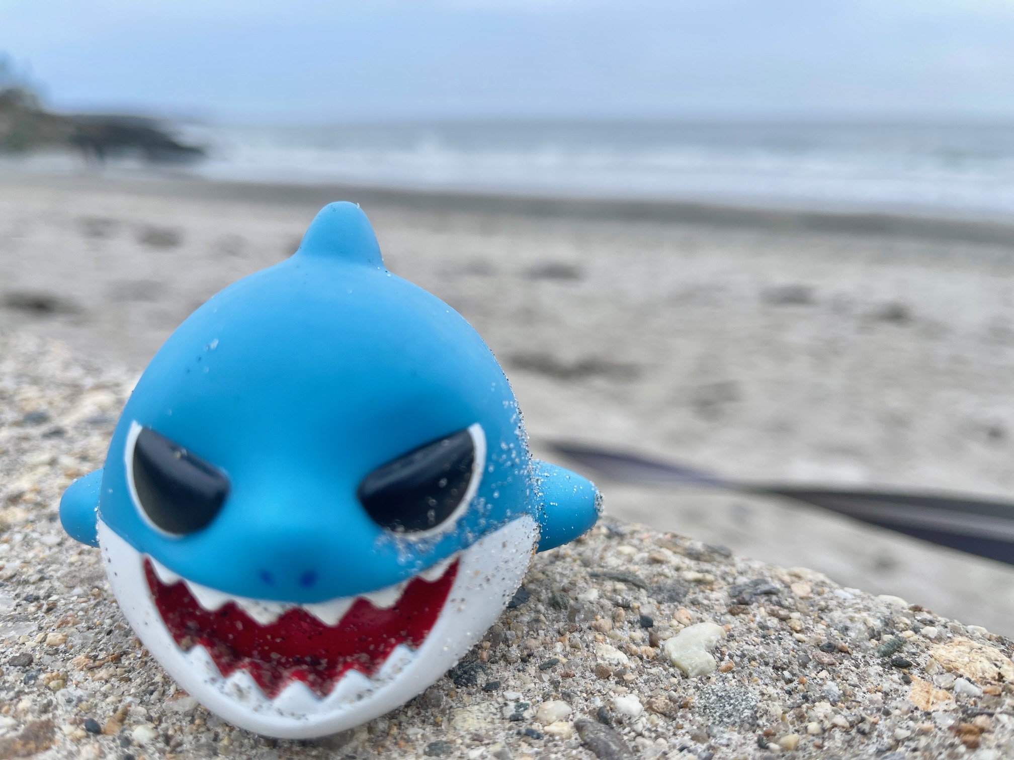 Beach Finds – Mid May