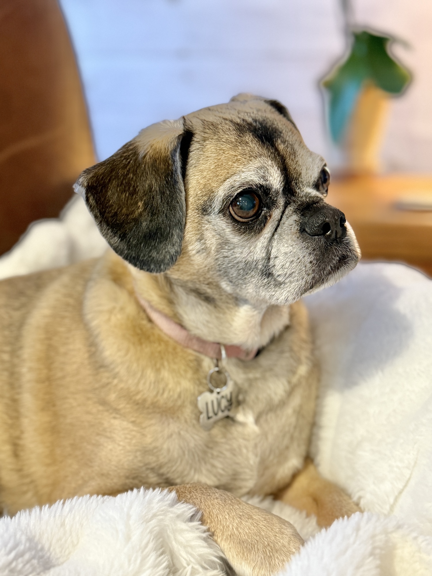 My Goals For 2025 Week 6 of 52