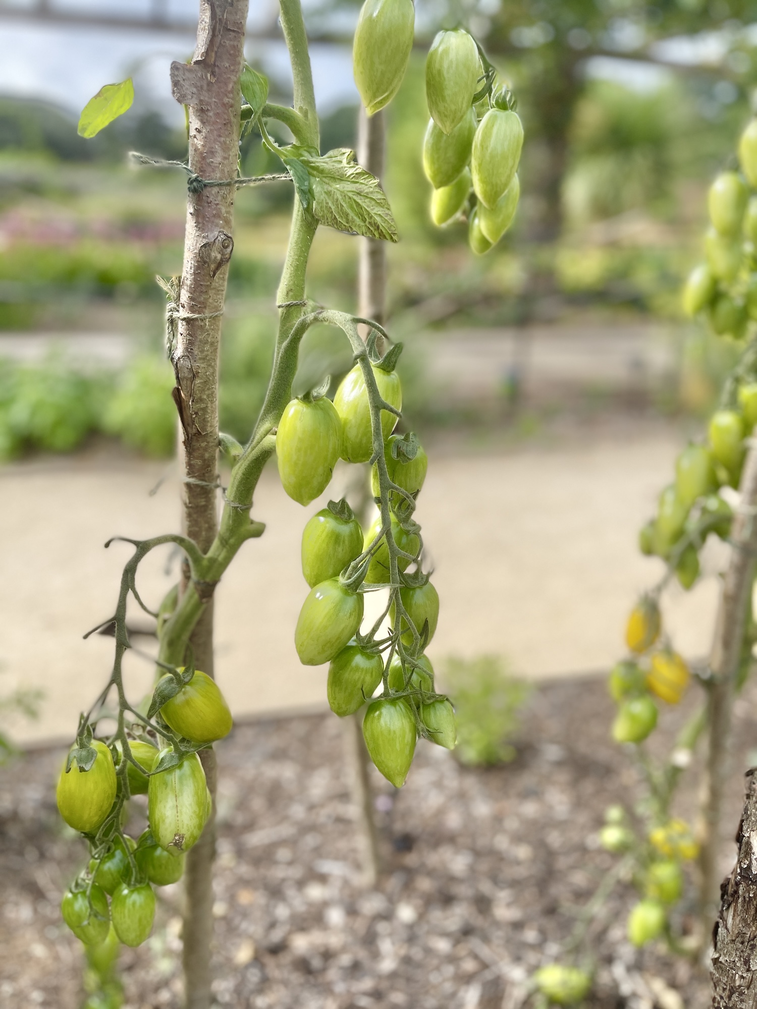 Quick Cheap Easy Trellis Ideas