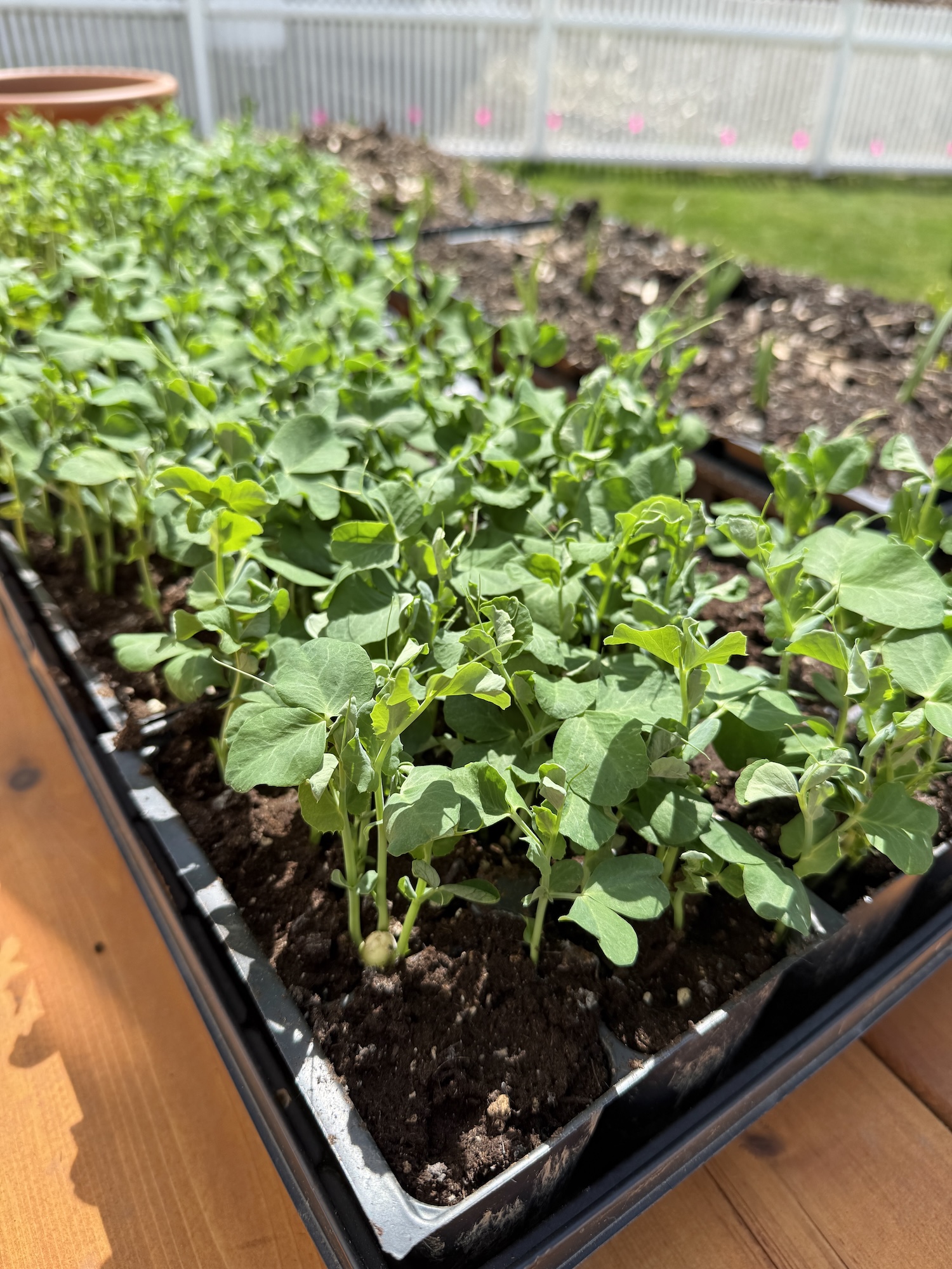 The Fastest Garden Clean Up On Record
