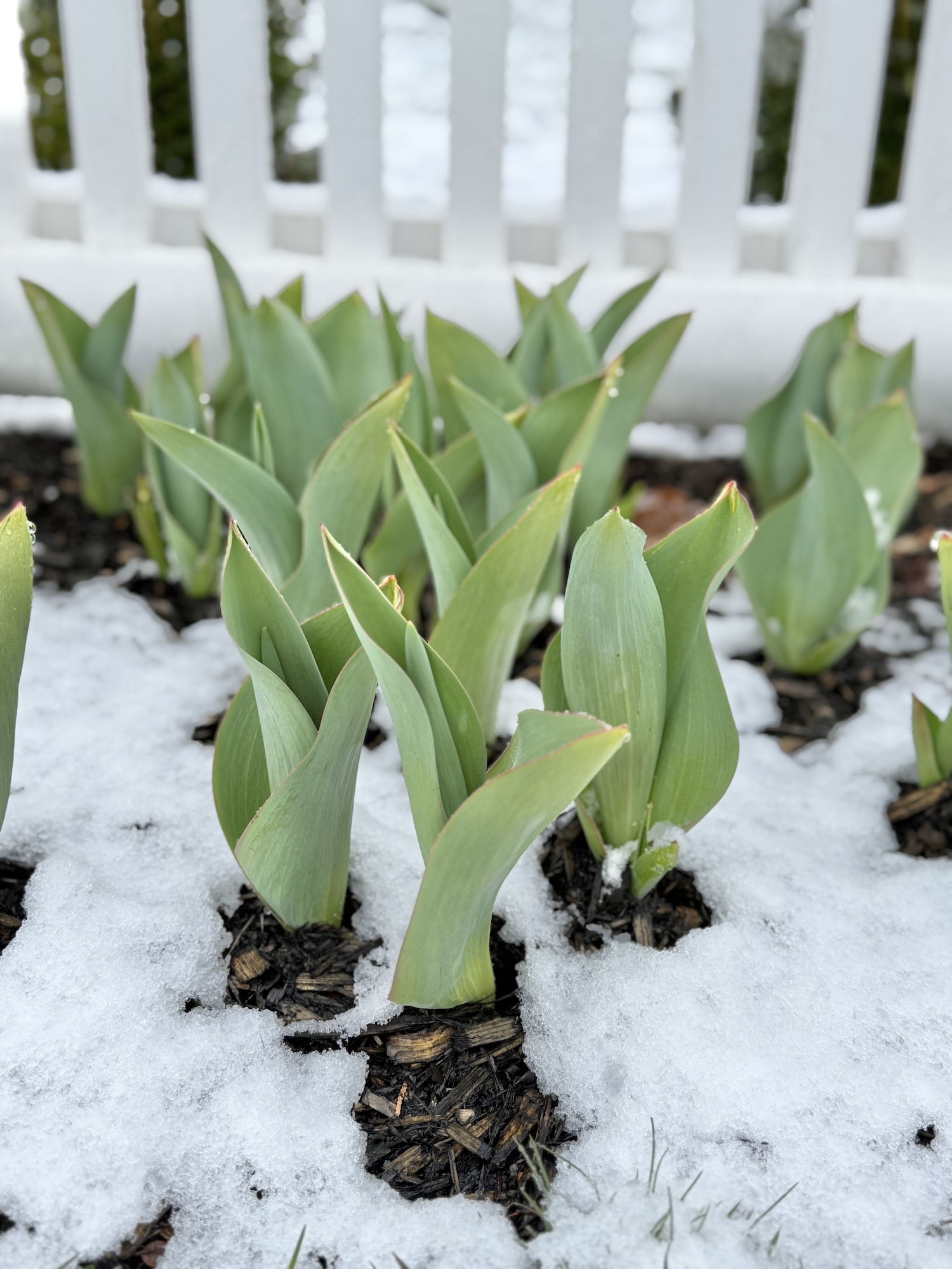 My Goals For 2025 Week 15 of 52