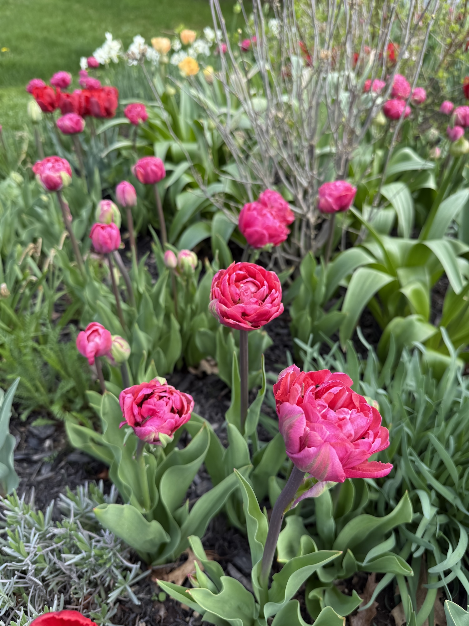 Amazing Grace Tulips