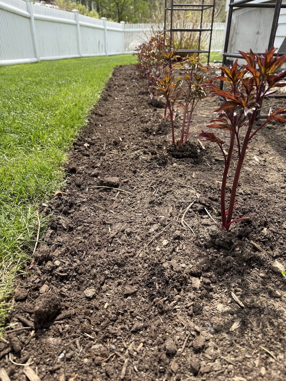 Edging Garden Beds And Planting Peonies