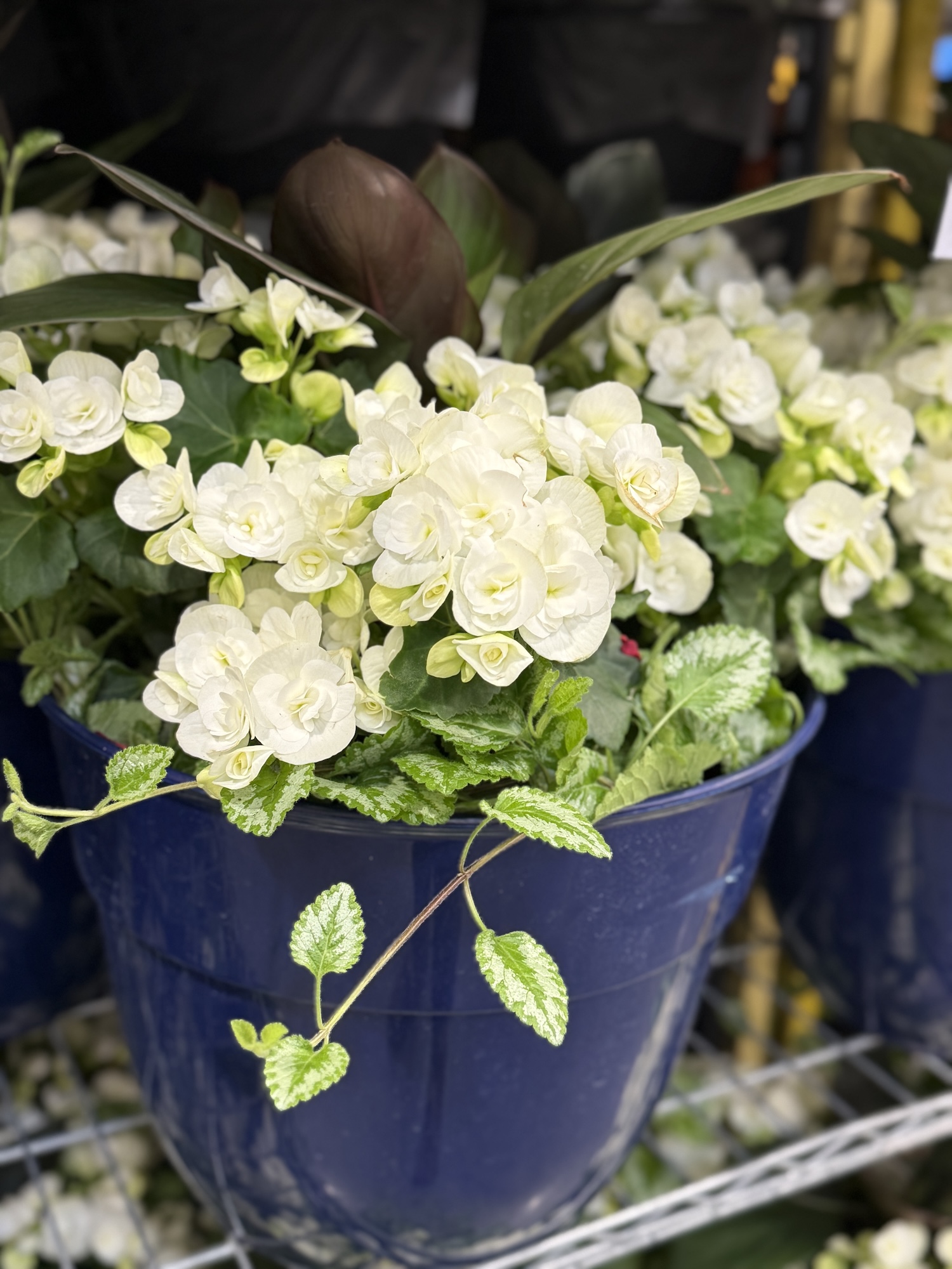 Deals On Costco Flowers, Shrubs And Hanging Baskets