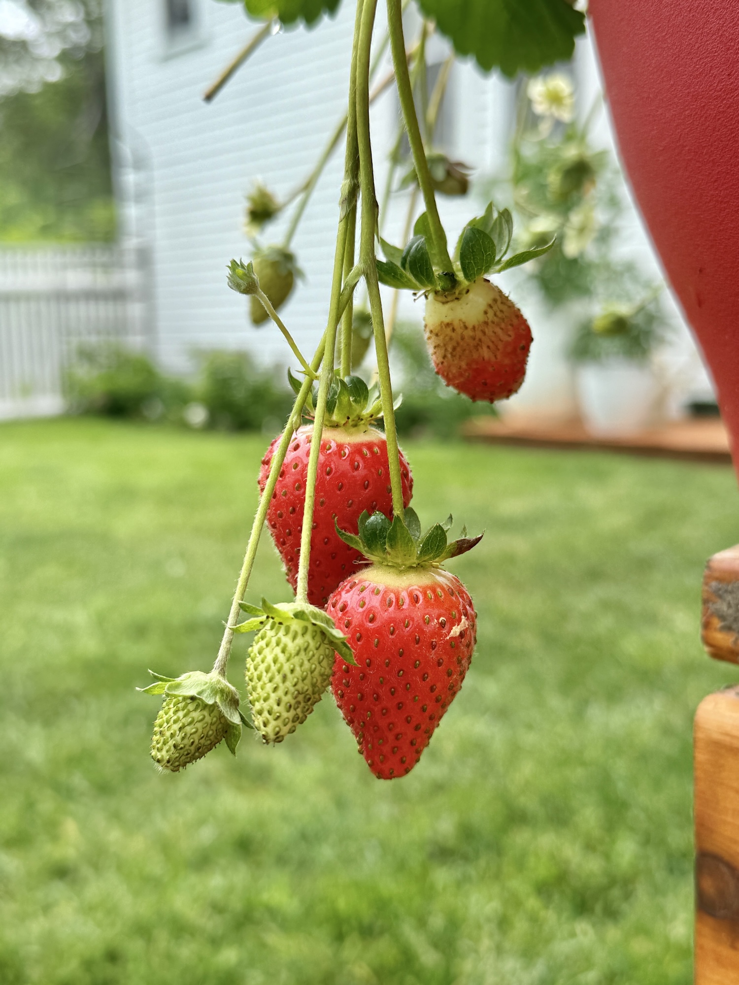 My Goals For 2025 Week 24 of 52