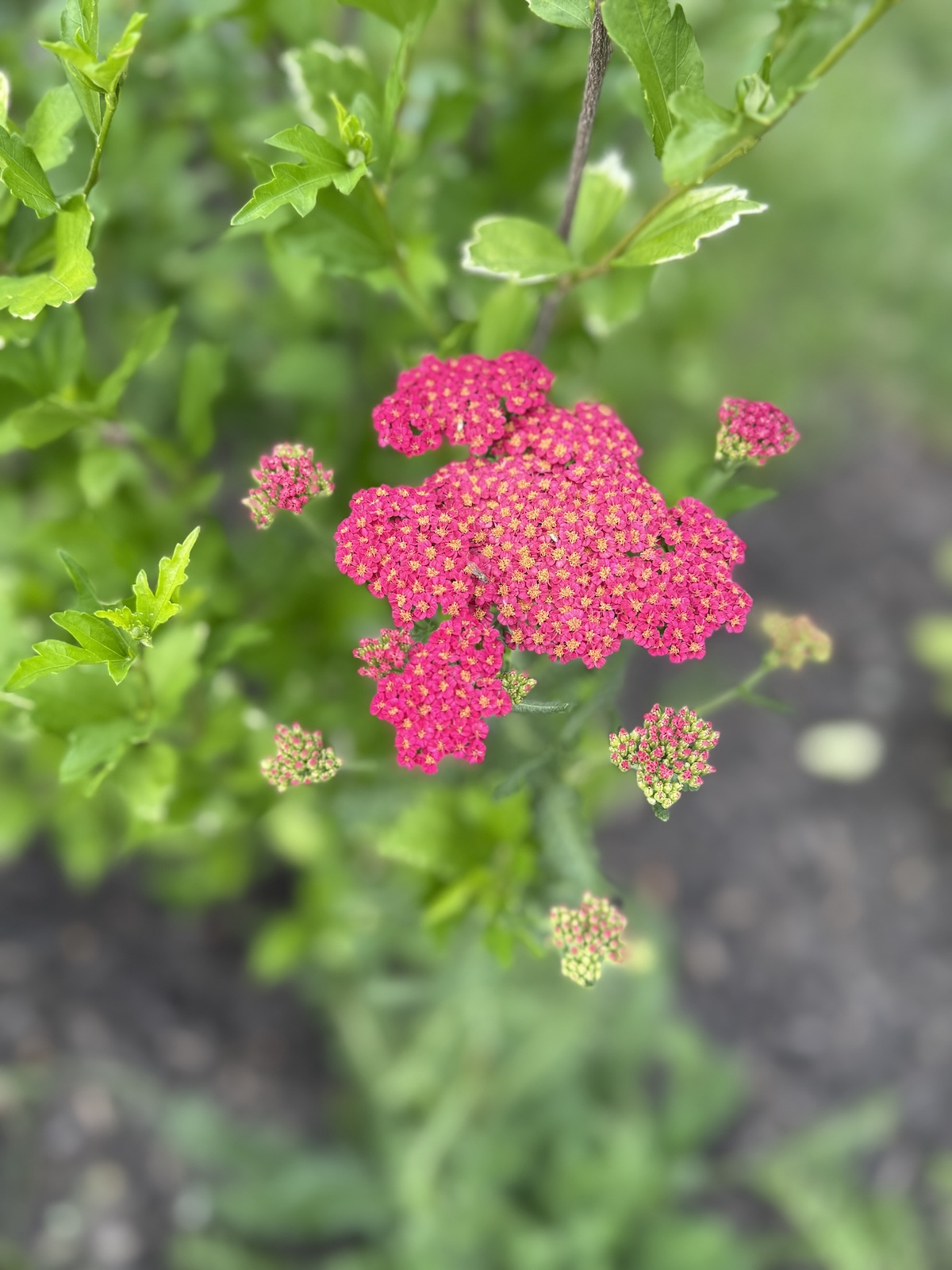 My Goals For 2025 Week 28 of 52