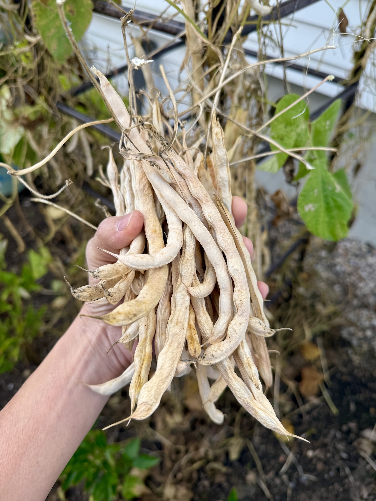 Dried Beans