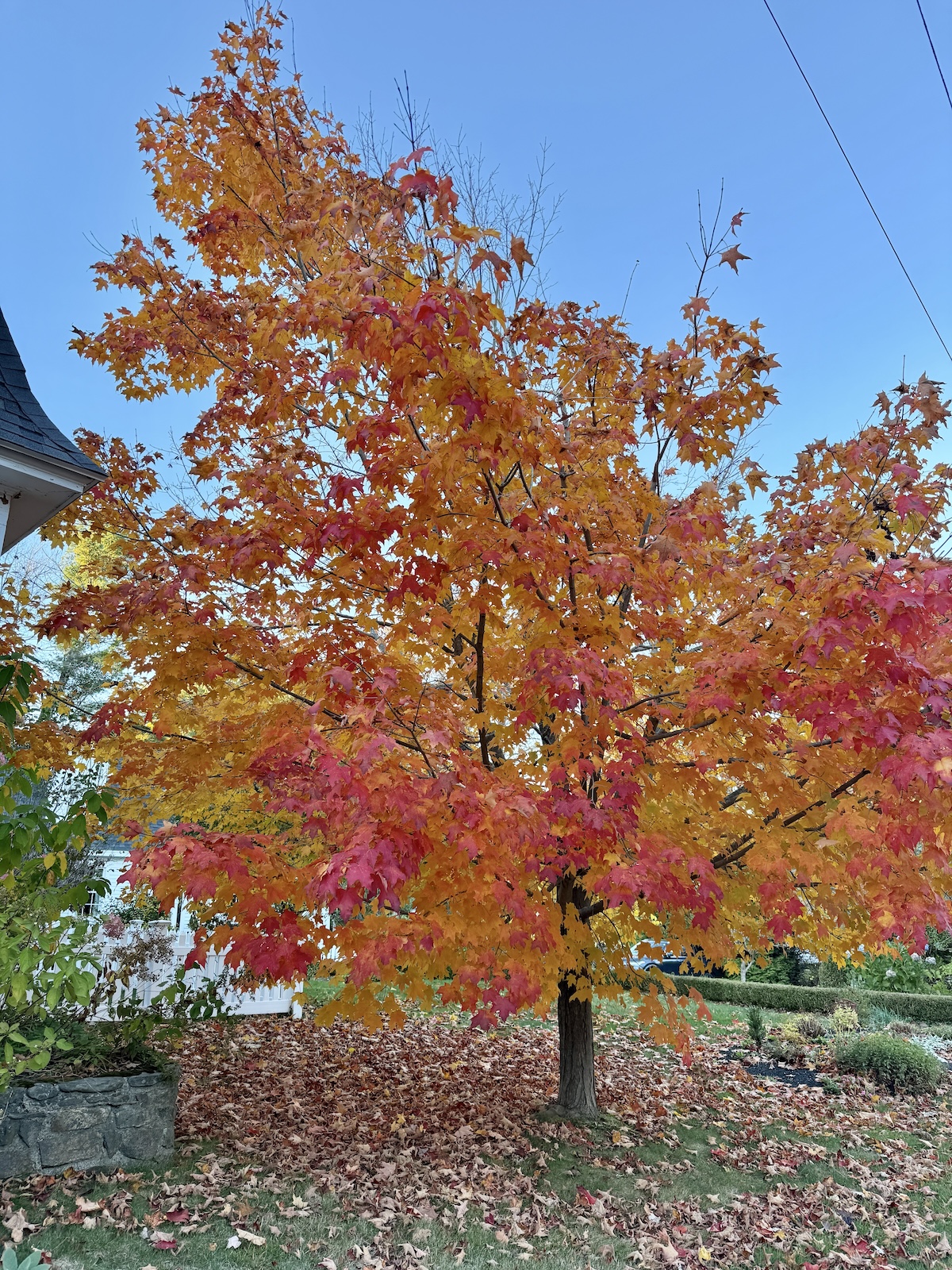 My Goals For 2025 Week 43 of 52