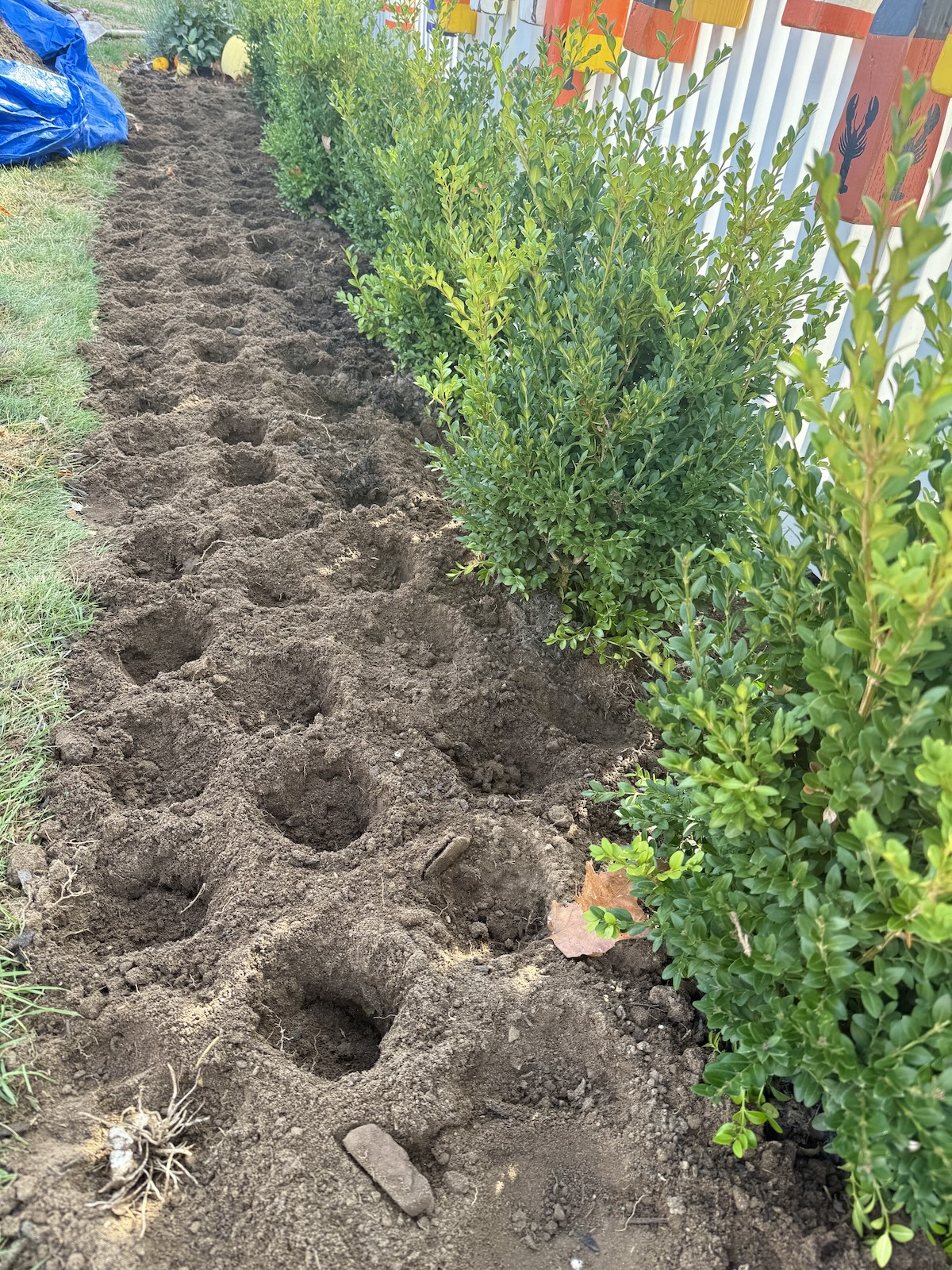 You Can Never Have Enough Tulips