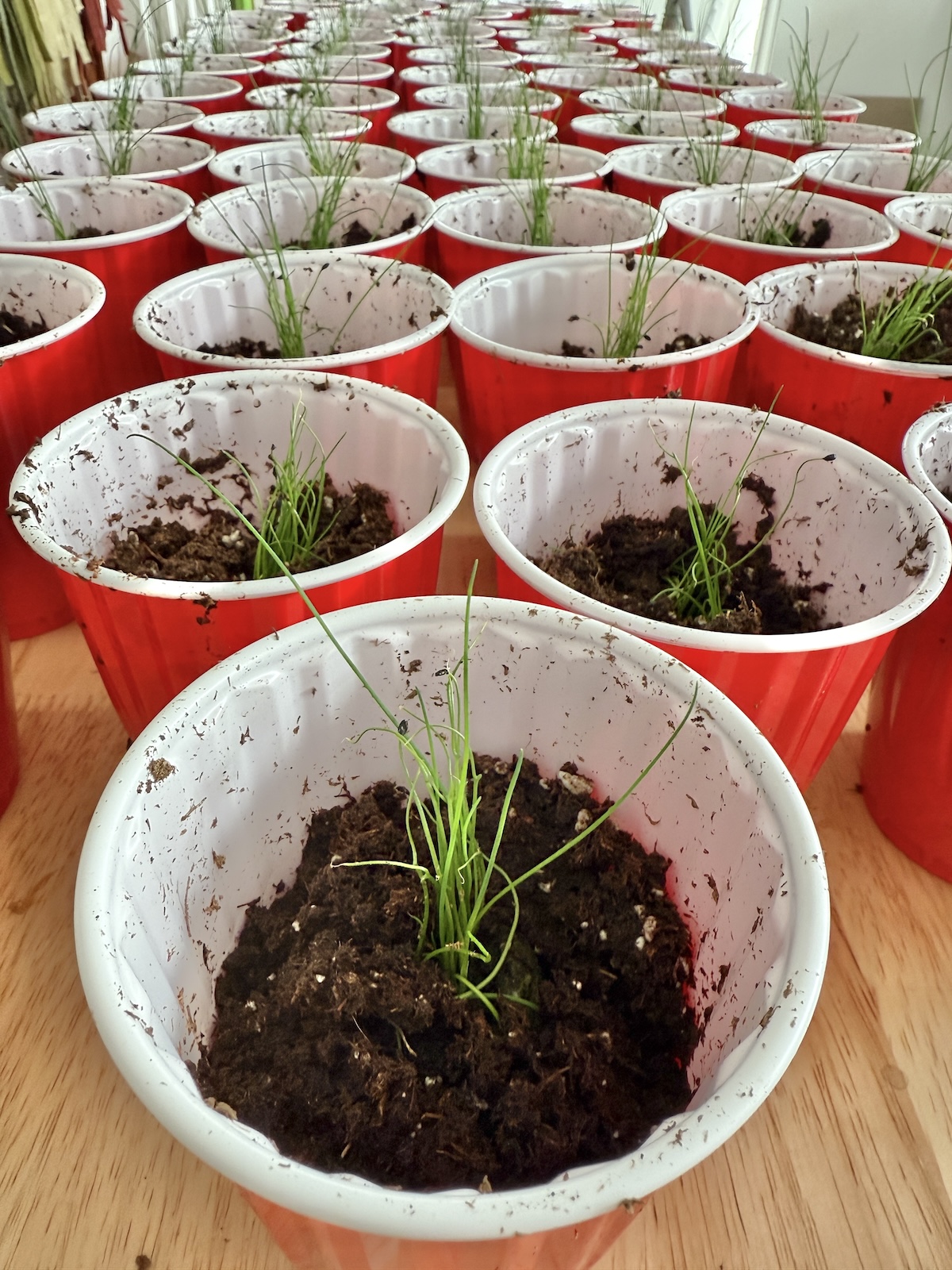Transplanting Seedlings And Sorting Seed Packets