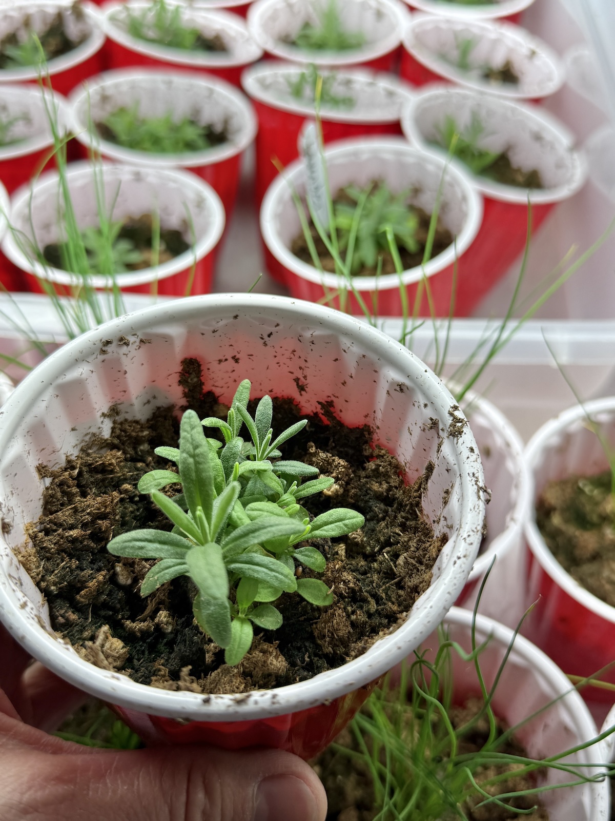 It’s Time To Plant Peppers!