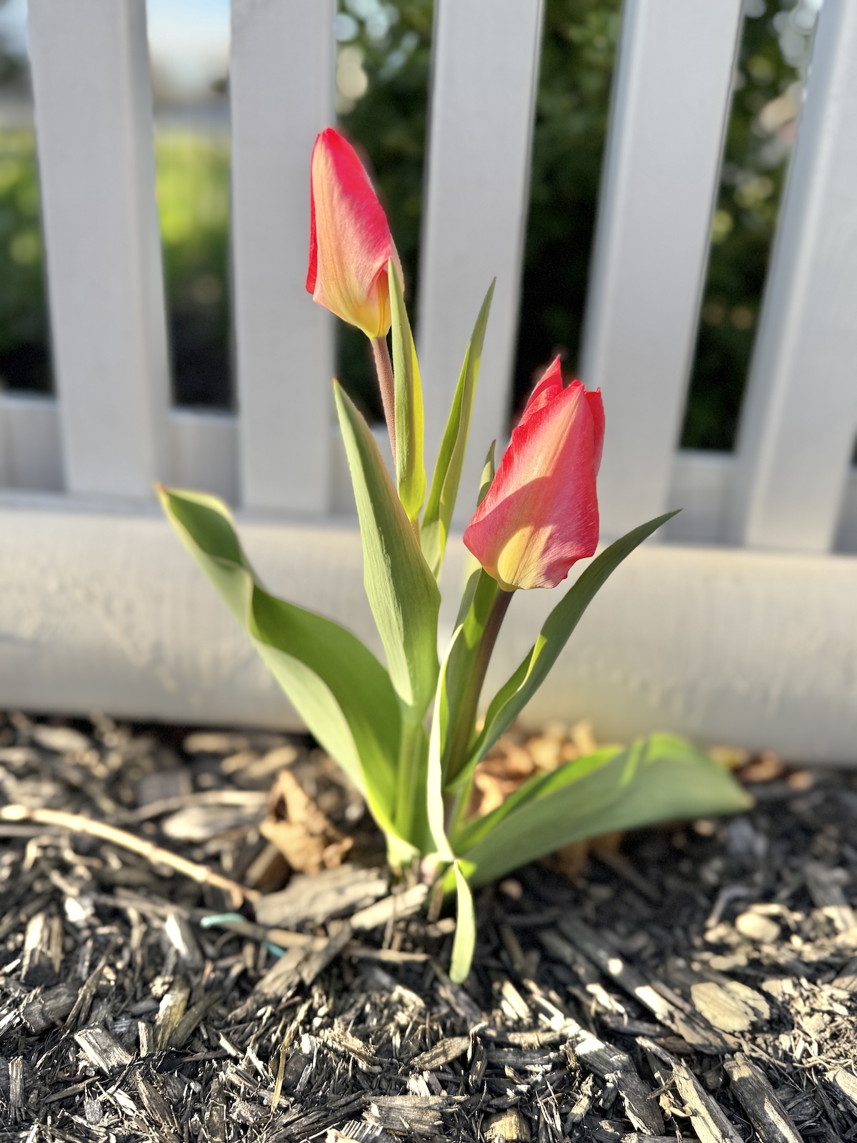 My Goals For 2026 – Week 17 of 52