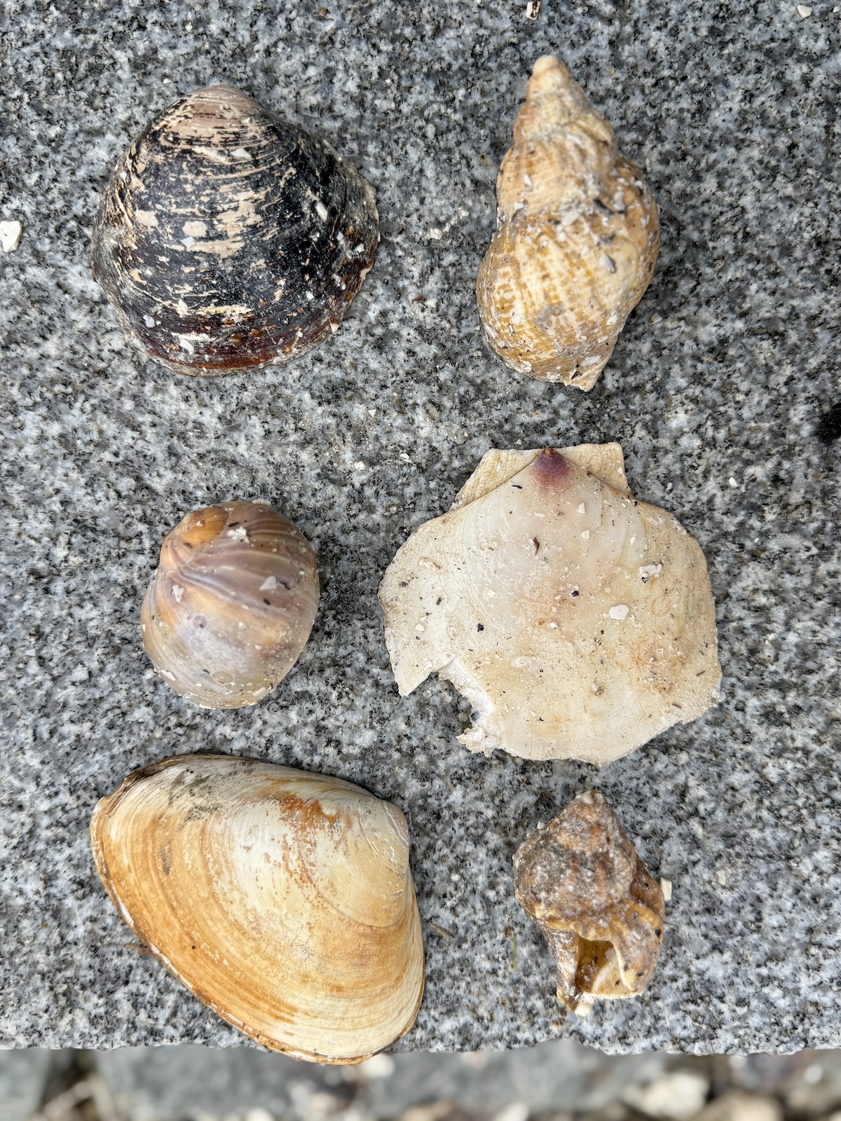 Seashell Driveway Before And After Photos