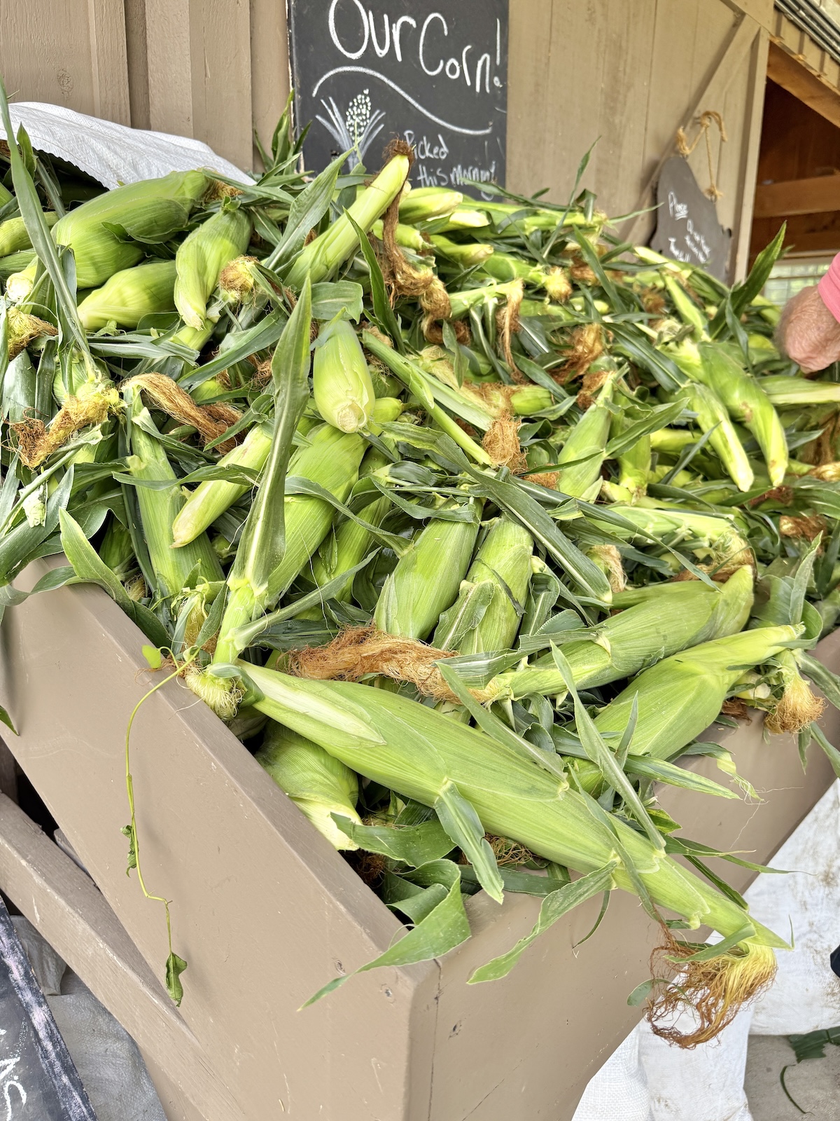 Corn Is $0.85 An Ear This Summer