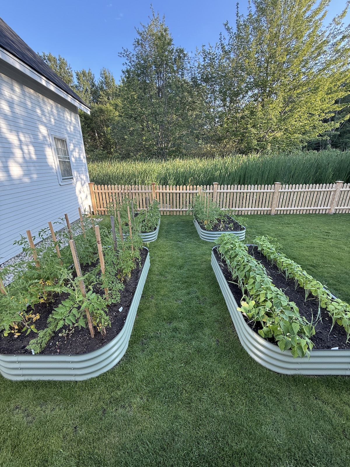 Vegetable Garden Update