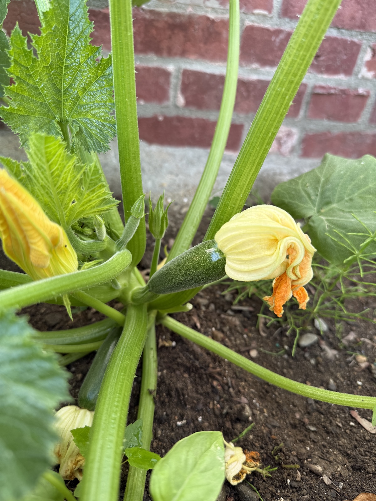 A Little Garden Show And Tell