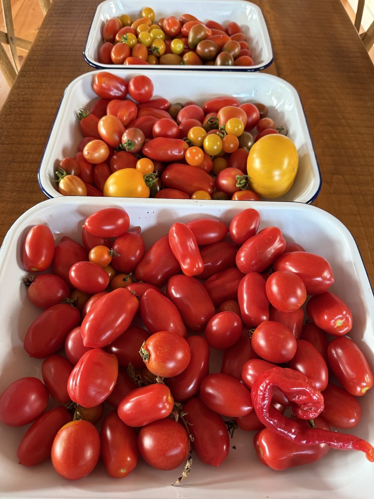 Tomato Season Has Arrived